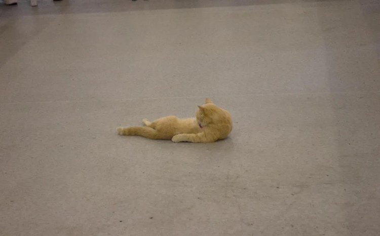 大橘為重.jpg 大橘為重.jpg