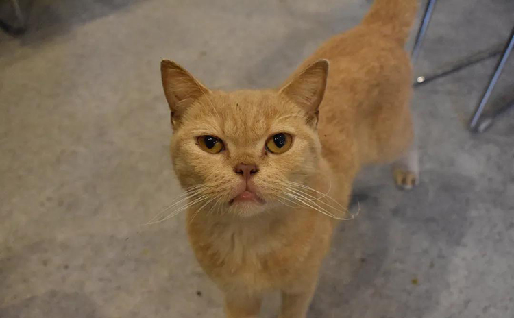 橘貓.jpg 橘貓.jpg